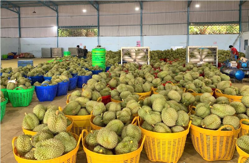 Hiệp hội sầu riêng Đắk Lắk kiến nghị “khẩn” gỡ khó cho sầu riêng -0