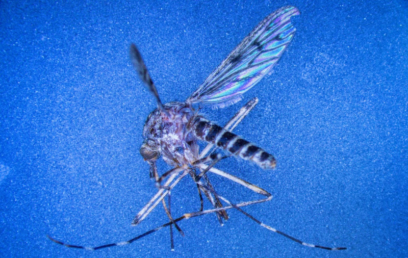 Quốc gia châu Âu lần đầu tiên có muỗi -0