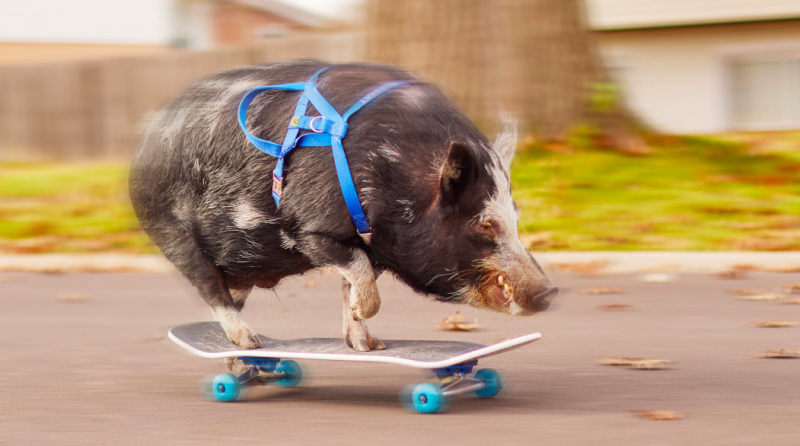 Lợn trượt ván -0