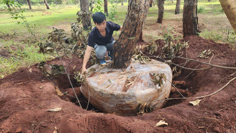 Gia Lai: Triển khai ngay các giải pháp bảo vệ rừng thông quý -0