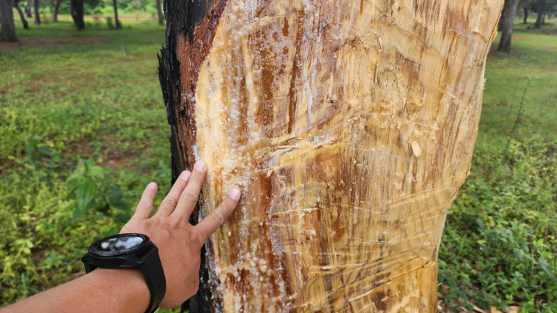 Gia Lai: Triển khai ngay các giải pháp bảo vệ rừng thông quý -1