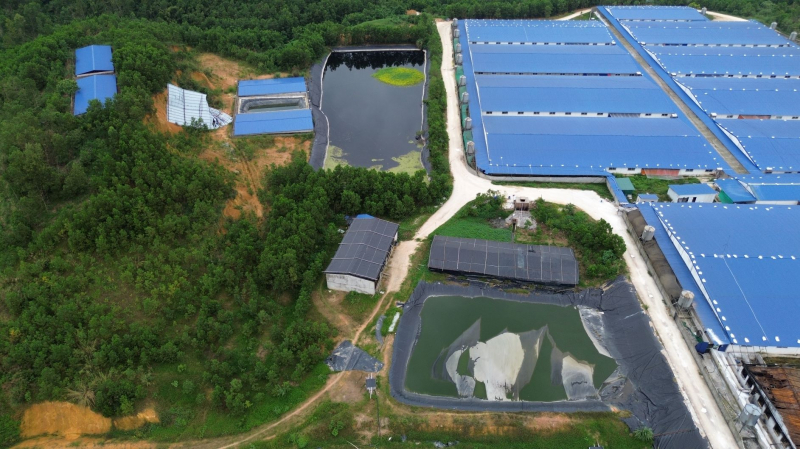 Hơn 1.000 con lợn chết cháy chưa được xử lý, người dân dựng lán phản đối vì mùi hôi thối -0