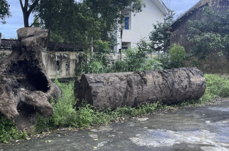 Kết quả xác minh vụ đào bới tan hoang bờ sông Ayun để tìm gỗ quý -1