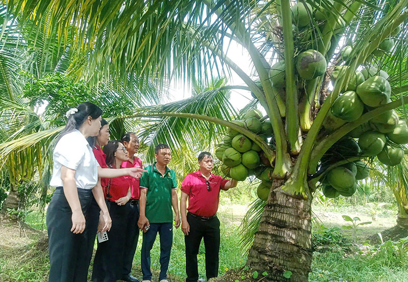 Agribank chi nhánh Trà Vinh đồng hành phát triển đặc sản Dừa sáp -1