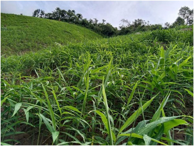 Dòng vốn “ngọt” tiếp sức khát vọng biên cương -0