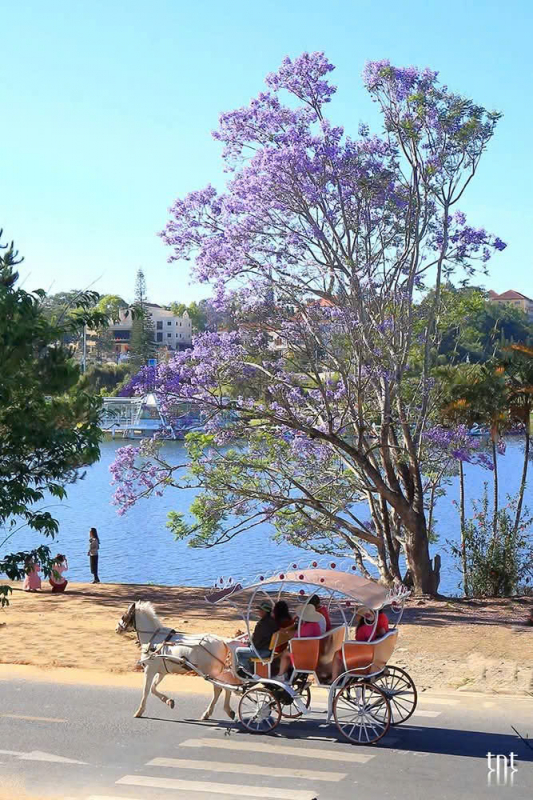 Το πιο όμορφο μωβ δέντρο-φοίνικας στο Νταλάτ έπεσε -0