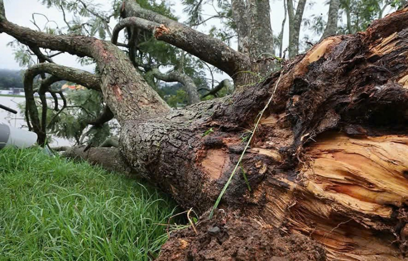 Το πιο όμορφο μωβ δέντρο-φοίνικας στο Νταλάτ έπεσε -0