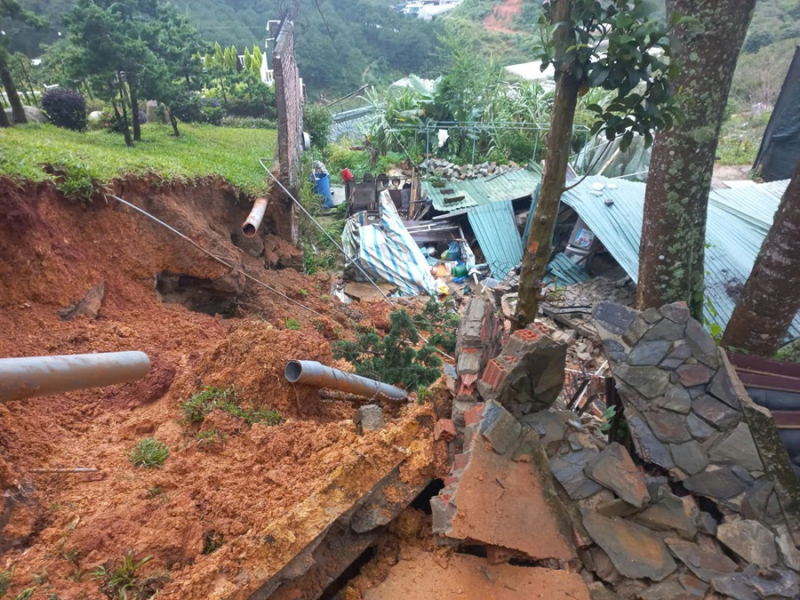 Το πιο όμορφο μωβ δέντρο-φοίνικας στο Νταλάτ έπεσε -0