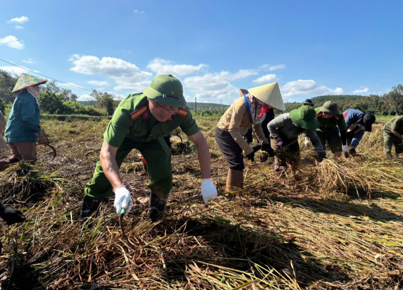 Công an xã ra quân, giúp dân thu hoạch lúa ngã đổ, ngập úng do bão -0