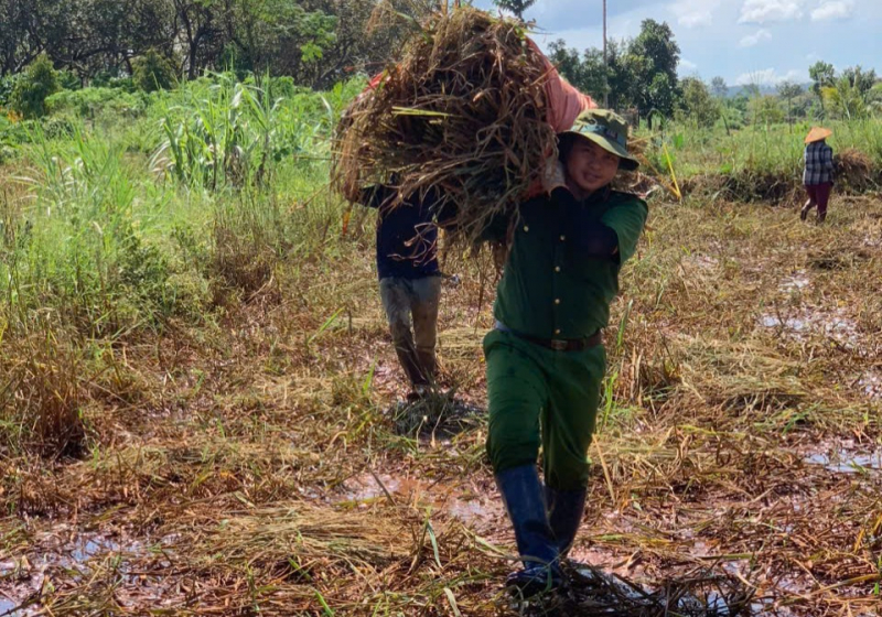 Công an xã ra quân, giúp dân thu hoạch lúa ngã đổ, ngập úng do bão -1