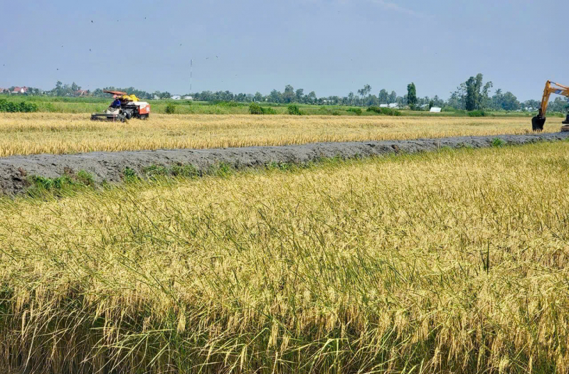 Gạo ST25 tiếp tục được vinh danh “Gạo ngon nhất thế giới