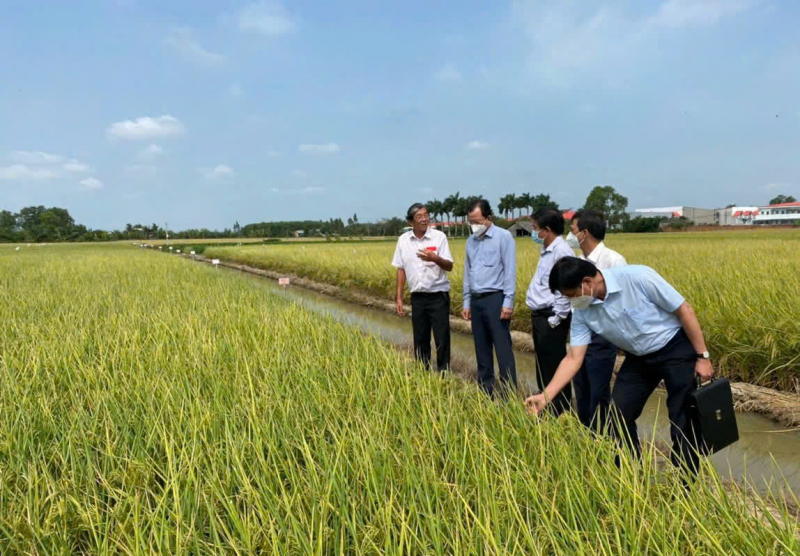 Gạo ST25 tiếp tục được vinh danh “Gạo ngon nhất thế giới