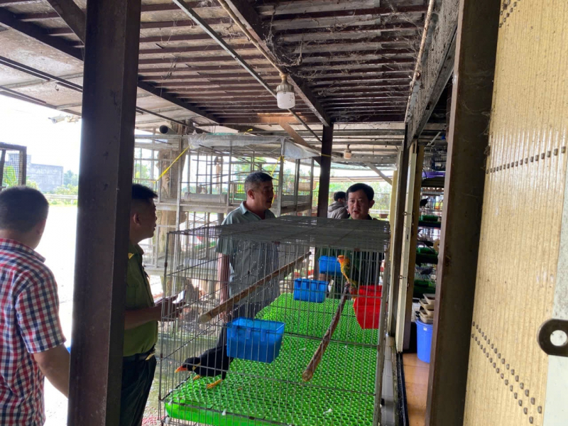 Liên tiếp phát hiện hàng ngàn cá thể chim hoang dã bị đánh bắt và kinh doanh trái phép -0