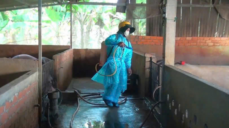 Nhiều hộ chăn nuôi heo ở Tây Ninh còn giấu dịch -0