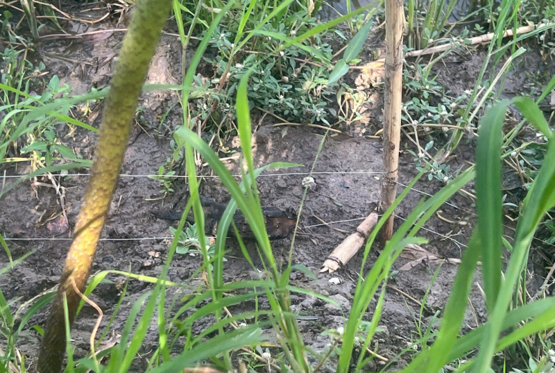 Giăng điện bẫy chuột làm chết hàng xóm  -0