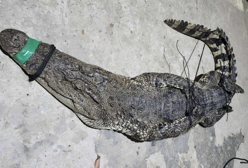 ຈັບແຂ້ ນ້ຳໜັກເກືອບ 40 ກິໂລ ດ້ວຍຕາໜ່າງ -0