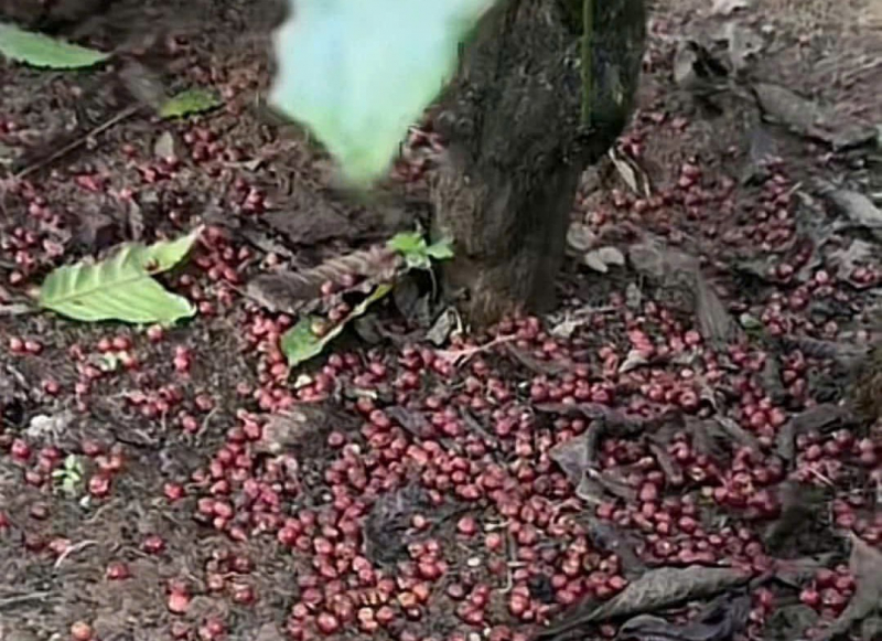 Καταρρακτώδης βροχή, οι καλλιεργητές καφέ παρακολουθούν αβοήθητοι τον καρπό να πέφτει και να κοκκινίζει στη βάση -0