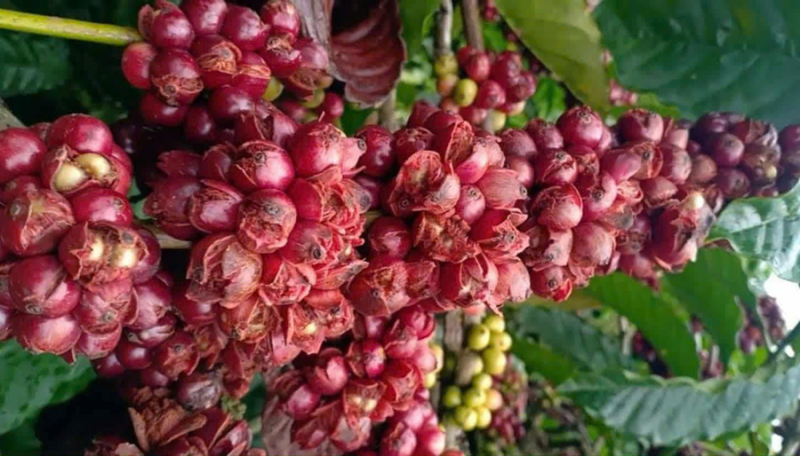 Καταρρακτώδης βροχή, οι καλλιεργητές καφέ παρακολουθούν αβοήθητοι τον καρπό να πέφτει και να κοκκινίζει στη βάση -0