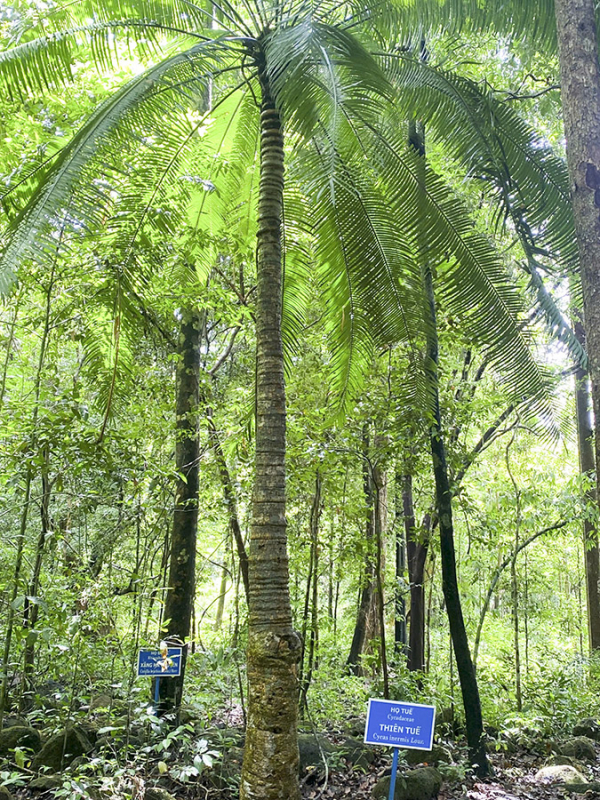 cây thiên tu- 900 tu-i.jpg -0