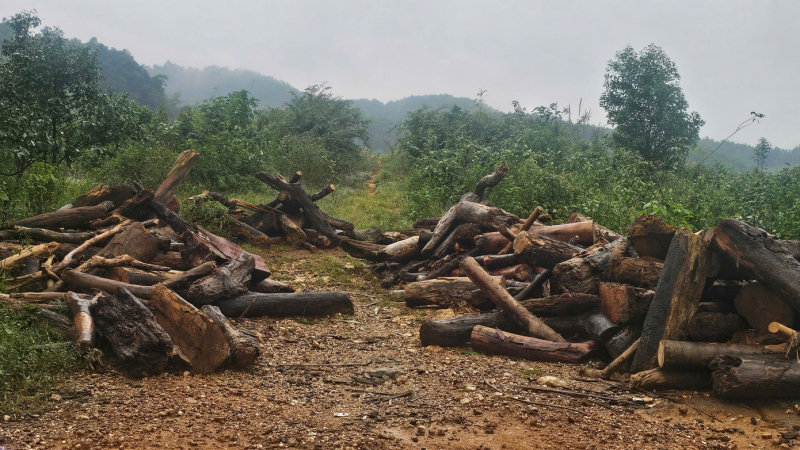 Hàng chục tấn gỗ, củi theo lũ về hồ thủy điện gây nguy cơ mất an toàn đập -0