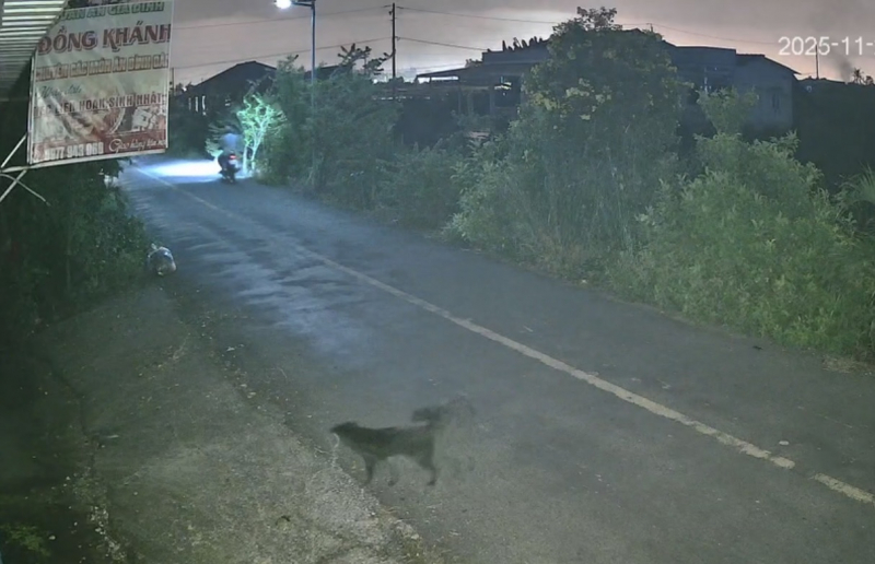 Trộm chó bằng ô tô gây náo loạn vùng ven Tây Ninh -0