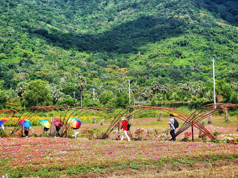 Câu chuyện kỳ thú về “Rừng pin mặt trời” dưới chân Núi Cấm -0