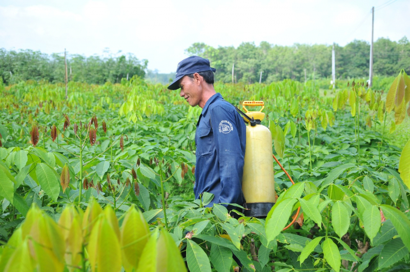 VRG củng cố vị thế Tập đoàn nông nghiệp - công nghiệp hàng đầu với những bước tiến mạnh mẽ trong năm 2025 -0
