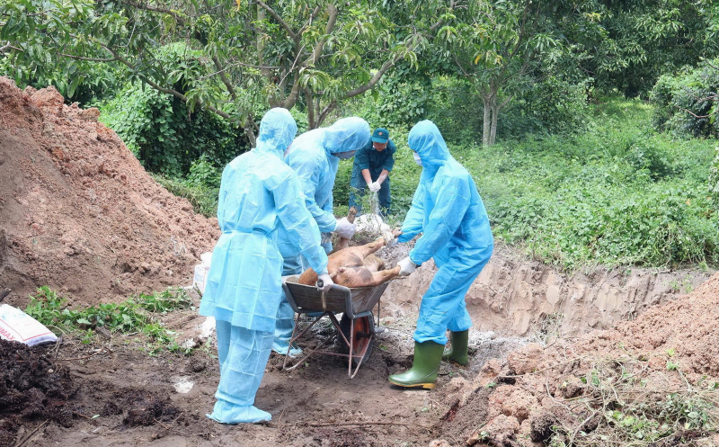 Phát hiện hàng trăm con lợn chết và nghi ngờ dịch bệnh tại một cơ sở giết mổ lợn -0