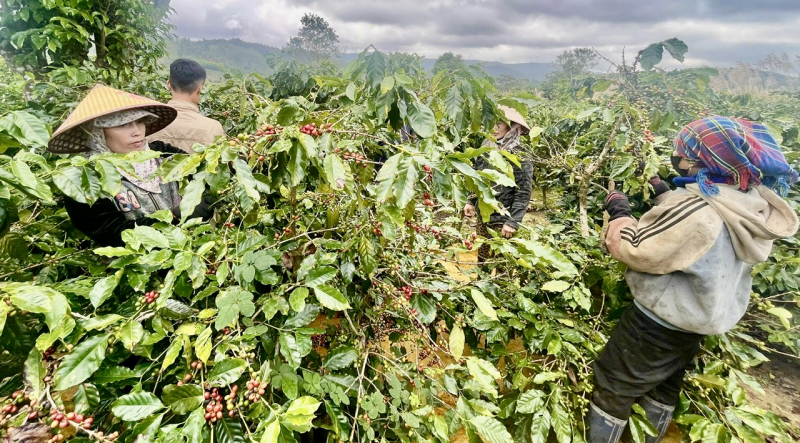 Công an xã đảm bảo an ninh mùa thu hoạch cà phê ở Quảng Trị -0