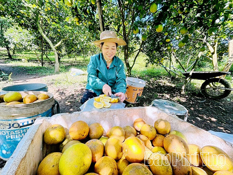 Hướng tới nền nông nghiệp hiện đại, chất lượng và giá trị cao -0