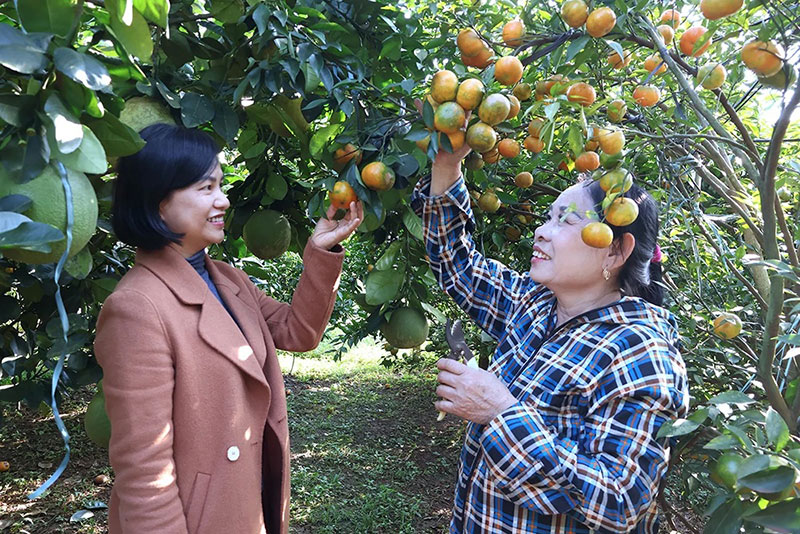 Hướng tới nền nông nghiệp hiện đại, chất lượng và giá trị cao -0