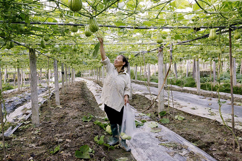 Hướng tới nền nông nghiệp hiện đại, chất lượng và giá trị cao -0