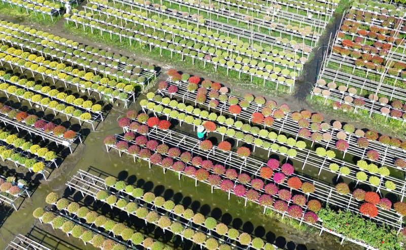 Ba trọng tâm được kỳ vọng từ Festival Hoa - Kiểng Sa Đéc lần 2 -0