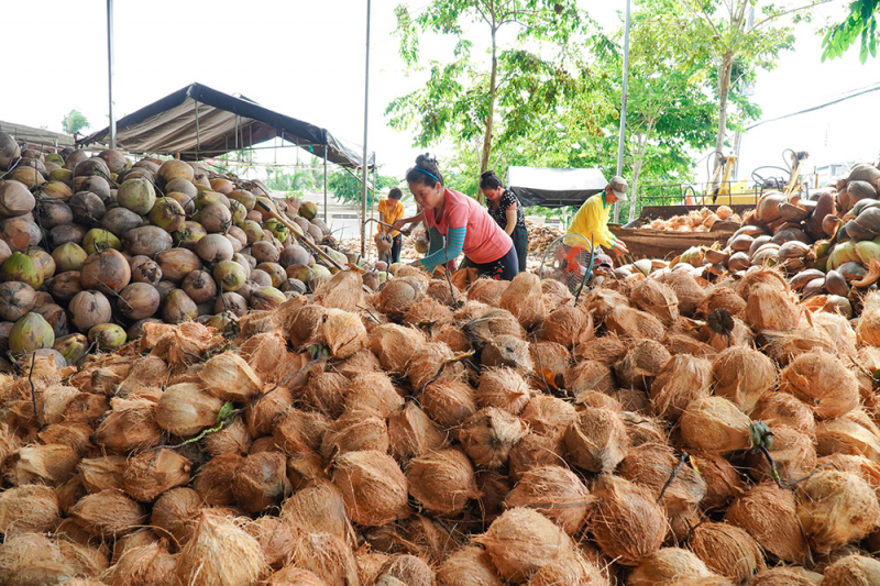 phat trien nganh dua 1.jpg -0