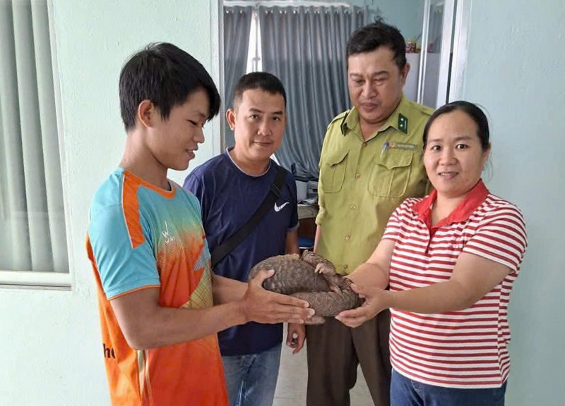 Người dân phát hiện, giao nộp cá thể Tê tê Java có tên trong Sách đỏ IUCN -0