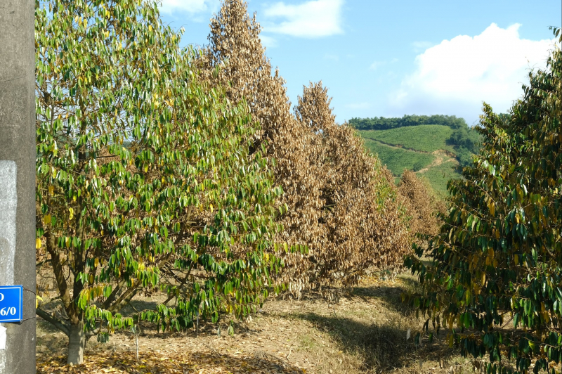 Sầu riêng chết trắng sau ngập lụt ở Lâm Đồng -0