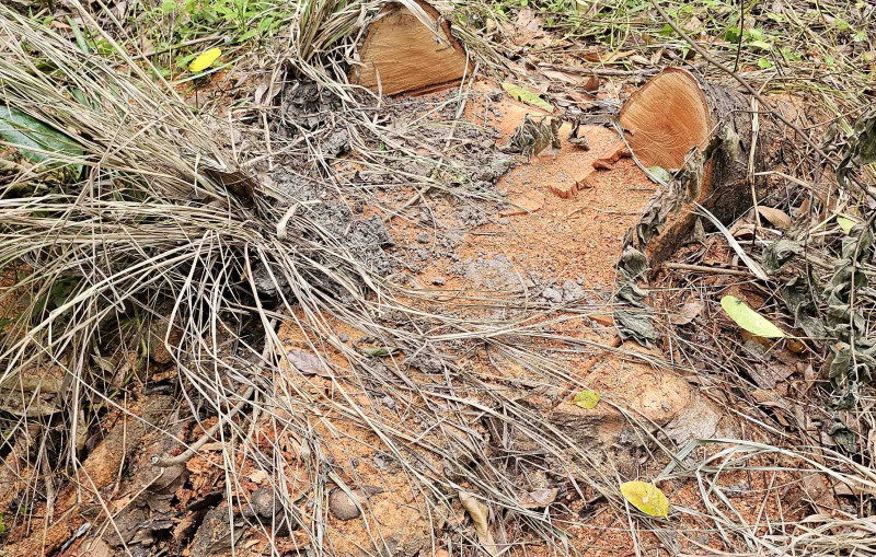 Ai đốn hạ hàng chục cây xà cừ ở công viên văn hóa hồ Nước Ngọt ? -0