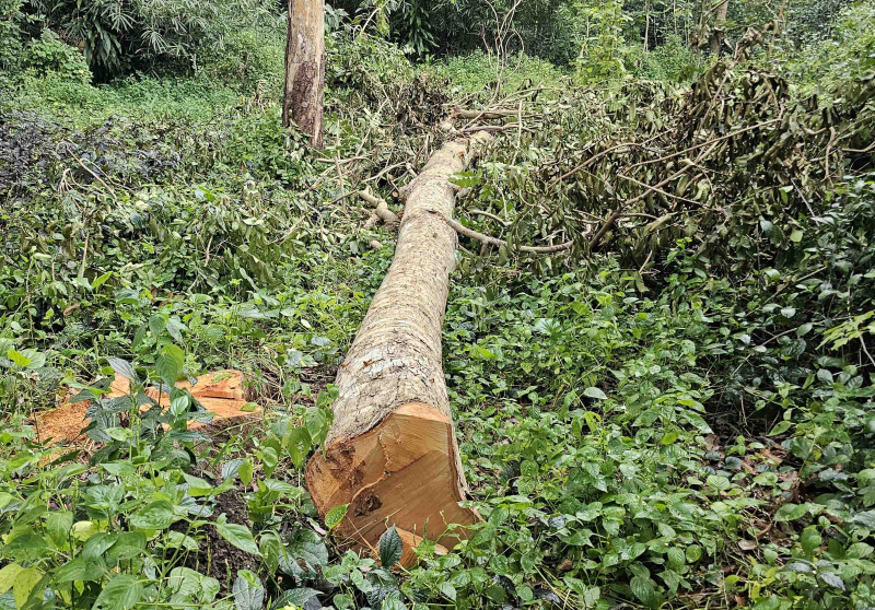 Ai chặt hạ hàng chục cây xà cừ ở hồ Nước Ngọt ? -0