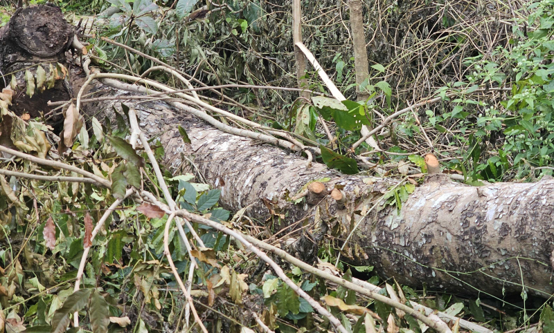 Ai chặt hạ hàng chục cây xà cừ ở hồ Nước Ngọt ? -2