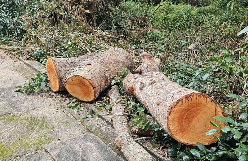 Ai chặt hạ hàng chục cây xà cừ ở hồ Nước Ngọt ? -3