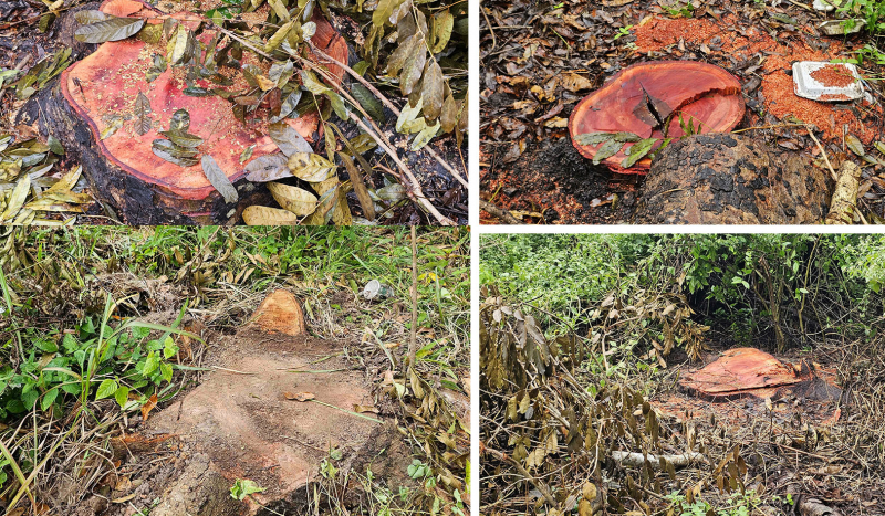 Có tình trạng đốn hạ hàng chục cây xà cừ như Báo CAND phản ánh -0