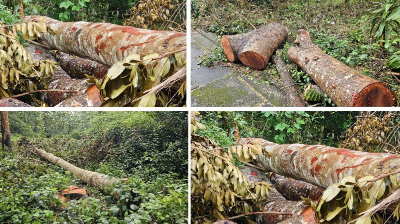 Có tình trạng đốn hạ hàng chục cây xà cừ như Báo CAND phản ánh -0