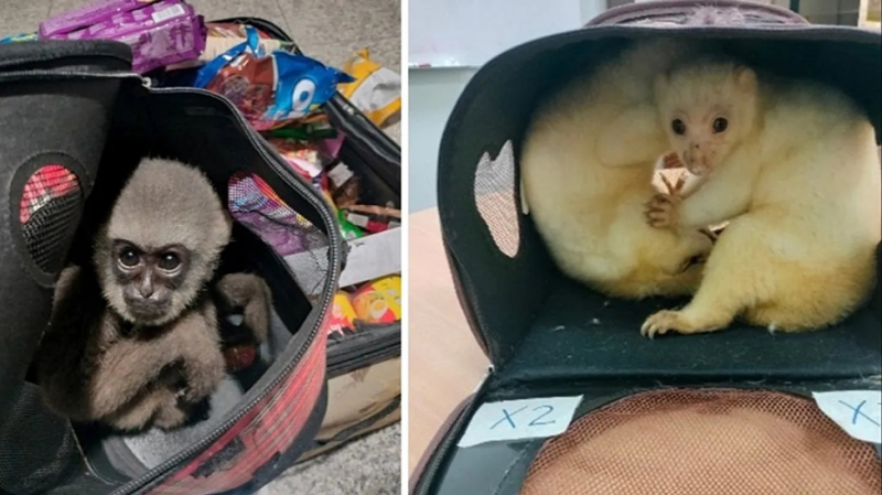 Khi buôn bán động vật hoang dã trở thành một “nền kinh tế ngầm” xuyên quốc gia -0