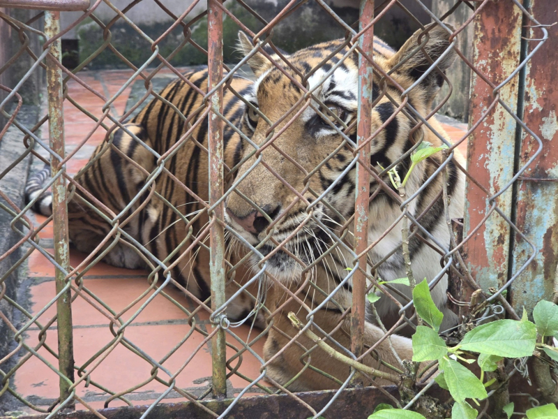Phát hiện một cơ sở nuôi nhốt nhiều động vật hoang dã ở TP Hồ Chí Minh  -0