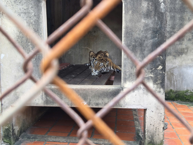 Phát hiện một cơ sở nuôi nhốt nhiều động vật hoang dã ở TP Hồ Chí Minh  -1