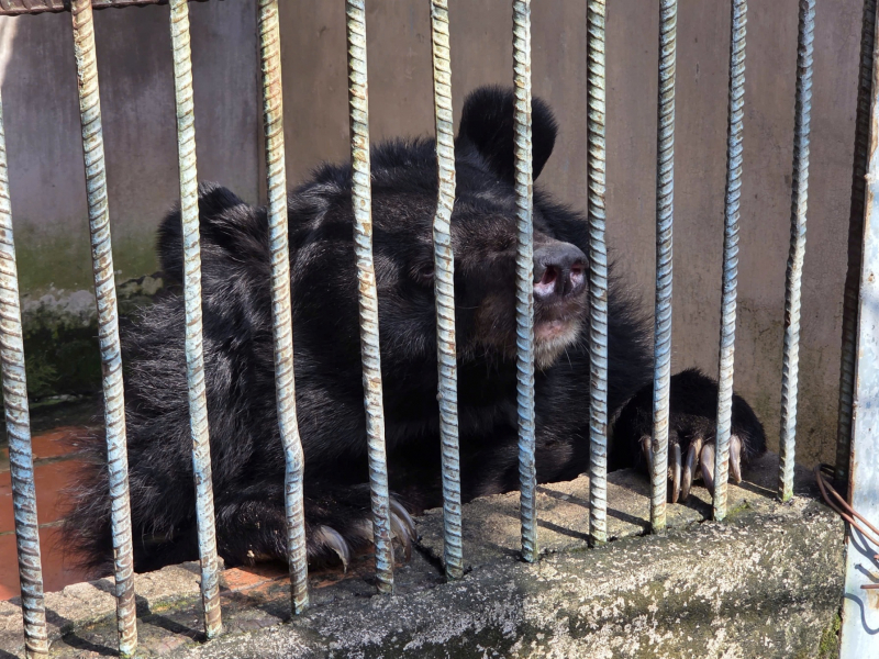 Phát hiện một cơ sở nuôi nhốt nhiều động vật hoang dã ở TP Hồ Chí Minh  -2