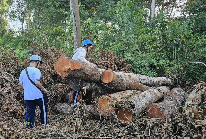 Quản lý, bảo vệ “vào hùa” đốn hạ 42 cây xanh ở Khu văn hóa hồ Nước Ngọt -0