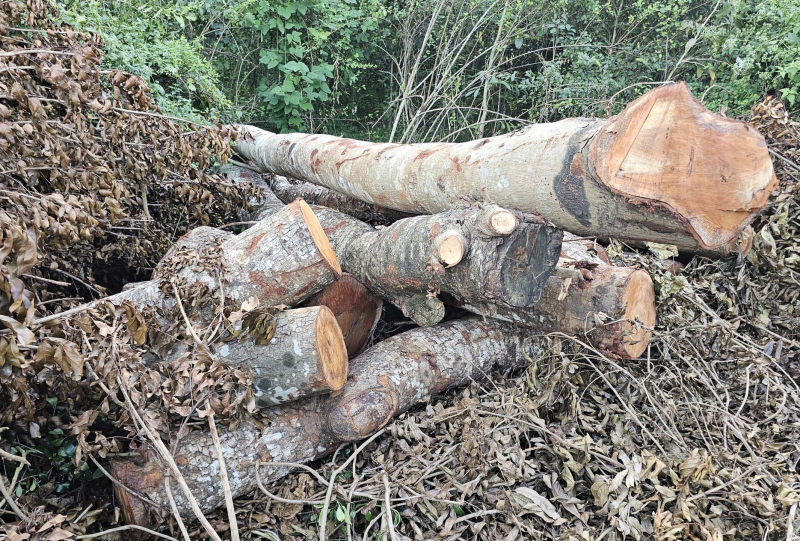 Quản lý, bảo vệ “vào hùa” đốn hạ 42 cây xanh ở Khu văn hóa hồ Nước Ngọt -1