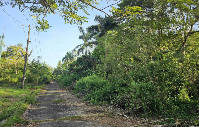 Quản lý, bảo vệ “vào hùa” đốn hạ 42 cây xanh ở Khu văn hóa hồ Nước Ngọt -0