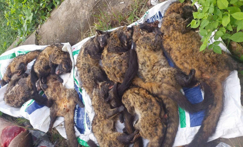 Đà Nẵng: Bắt giữ xe khách vận chuyển số lượng lớn thịt động vật nghi rừng quý hiếm -0